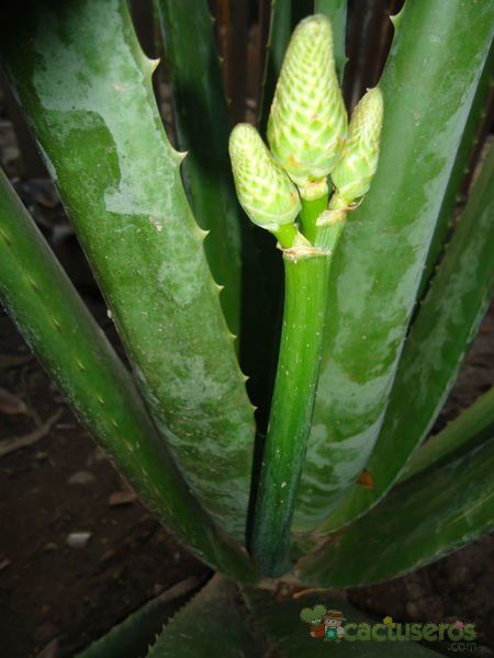 Una foto de Aloe vera
