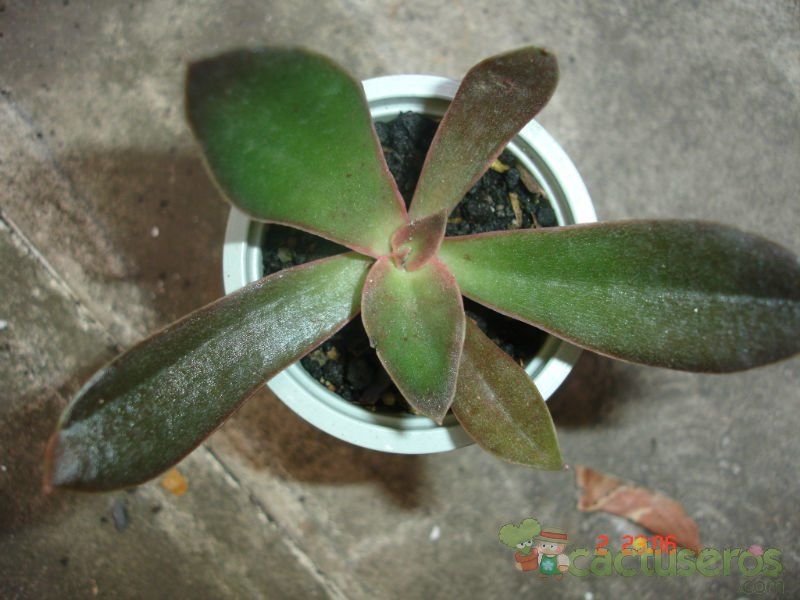Una foto de Echeveria racemosa