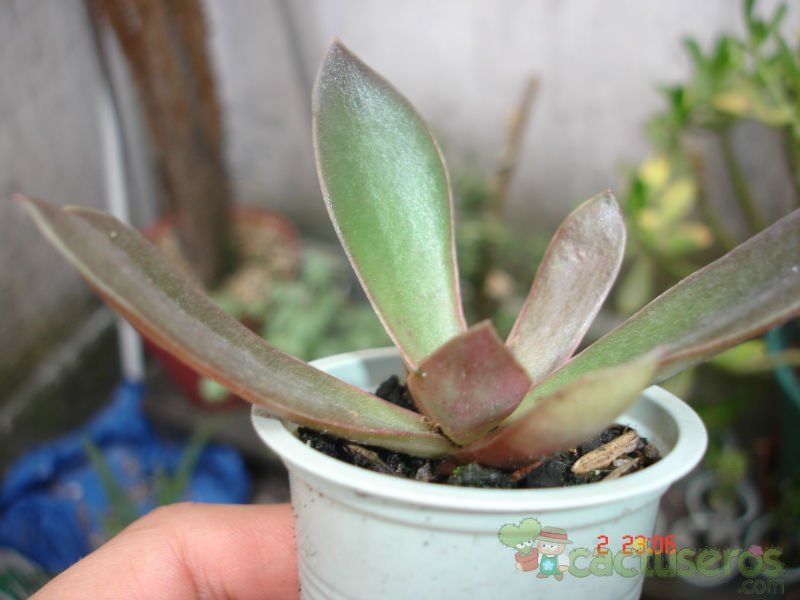 Una foto de Echeveria racemosa