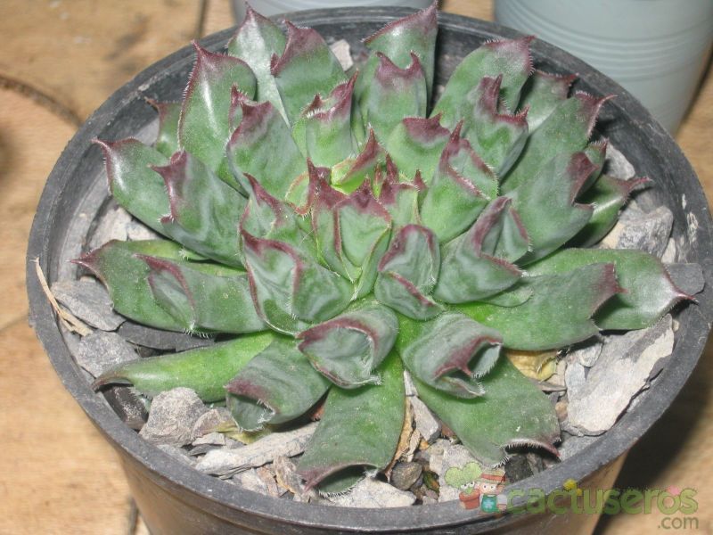 A photo of Sempervivum cv. oddity