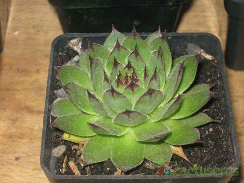 A photo of Sempervivum montanum