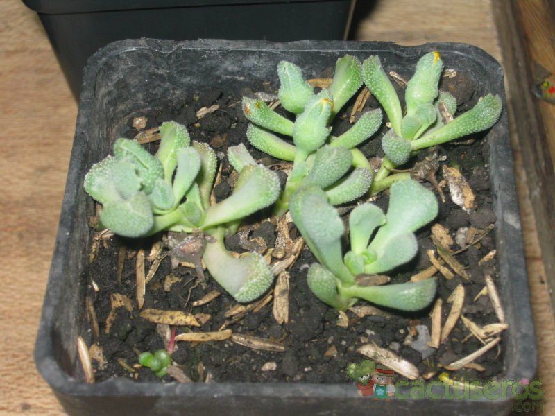 Una foto de Rhinephyllum broomii