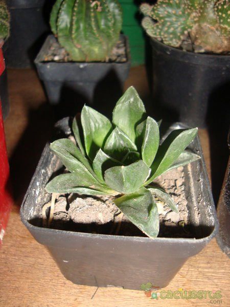 Una foto de Haworthia mucronata var. habdomadis