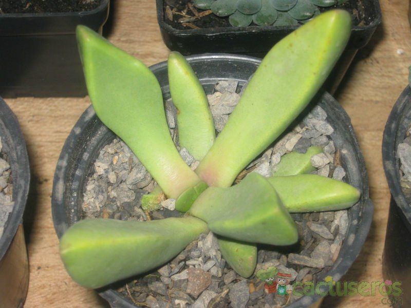 Una foto de Pleiospilos compactus subsp. minor