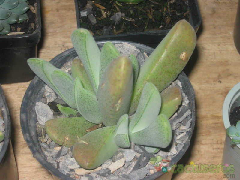 Una foto de Cheiridopsis rostrata
