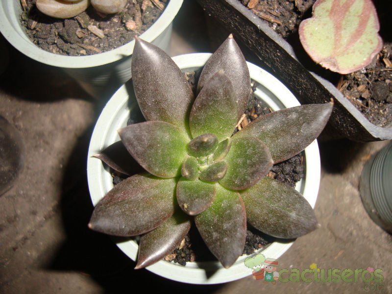 A photo of Echeveria affinis