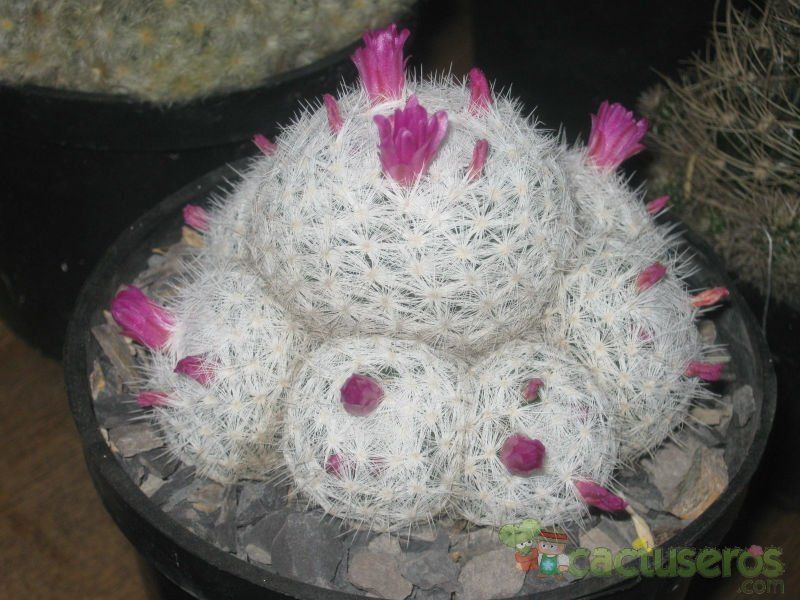 Una foto de Mammillaria humboldtii