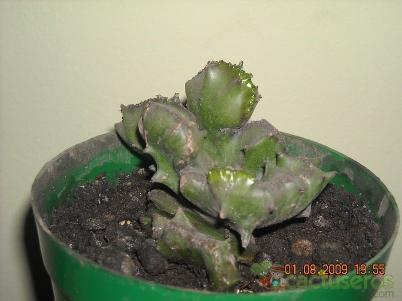 Una foto de Euphorbia lactea fma. crestada