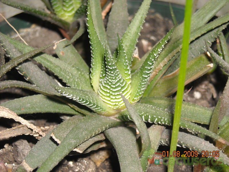 Una foto de Haworthia minor