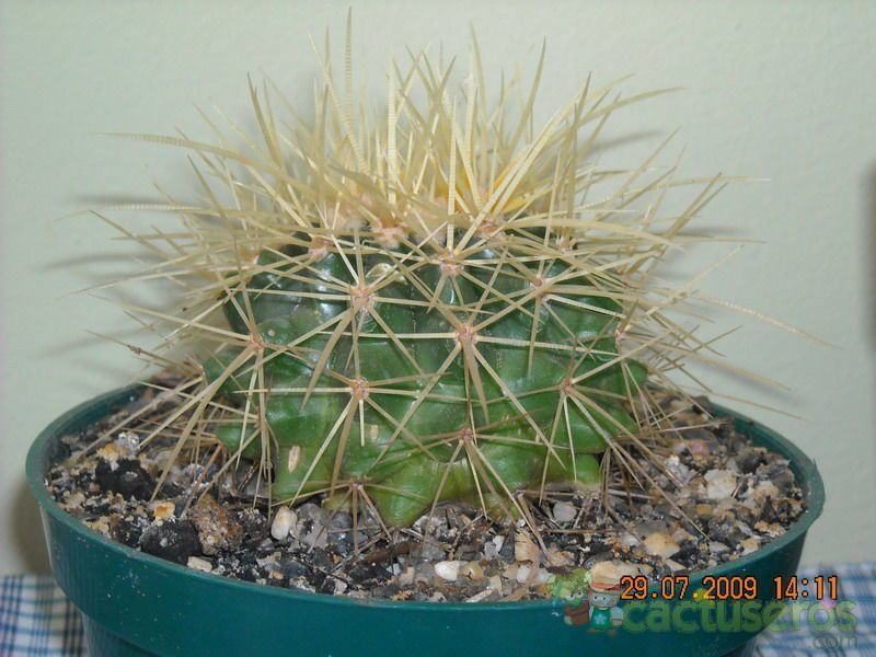 Una foto de Echinocactus grusonii