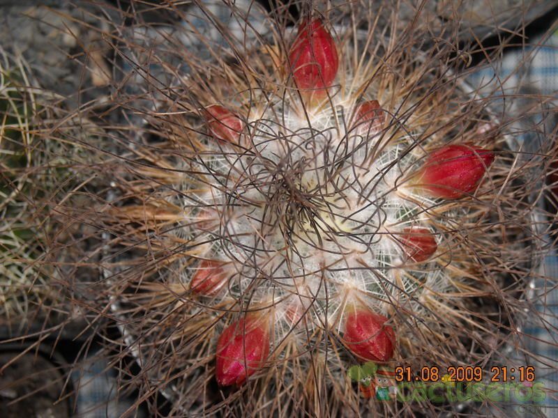 Una foto de Mammillaria rekoi subsp. leptacantha