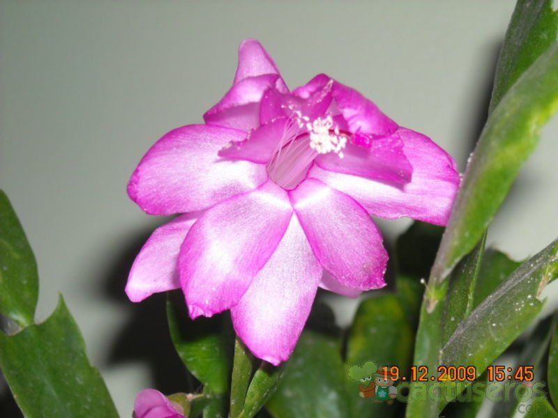 Una foto de Schlumbergera orssichiana cv. singapore