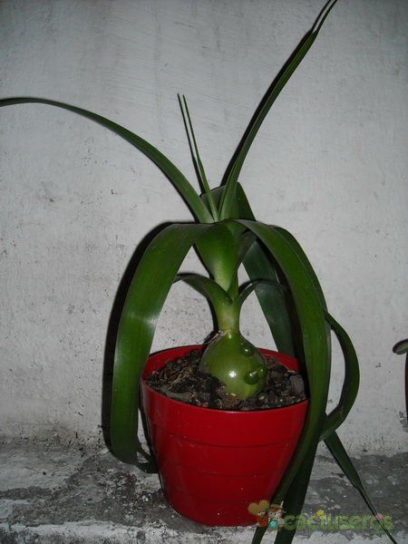 A photo of Albuca bracteata