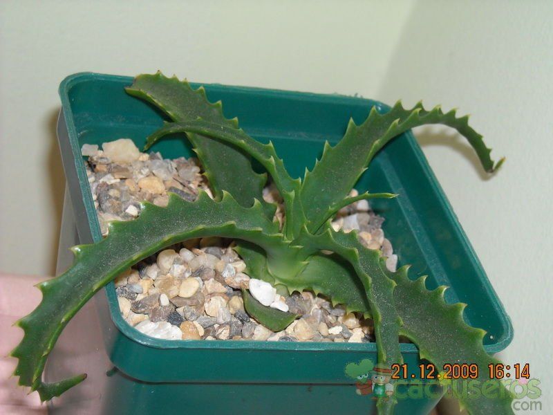 A photo of Aloe arborescens