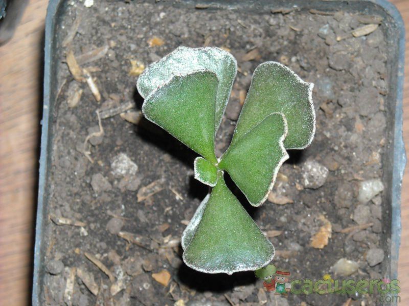 A photo of Kalanchoe rhombopilosa