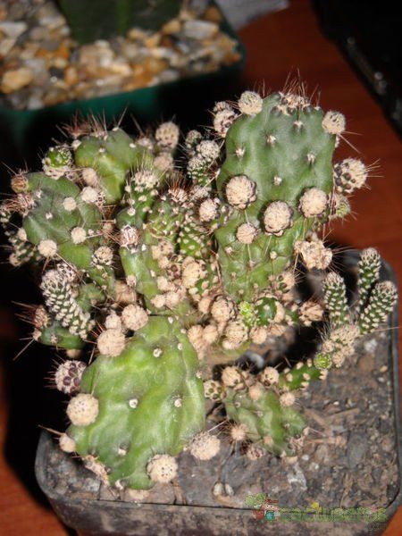 A photo of Opuntia elata fma. monstruosa