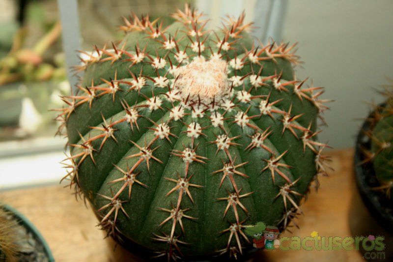 A photo of Melocactus zehntneri