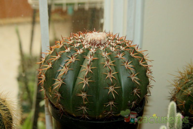 A photo of Melocactus zehntneri