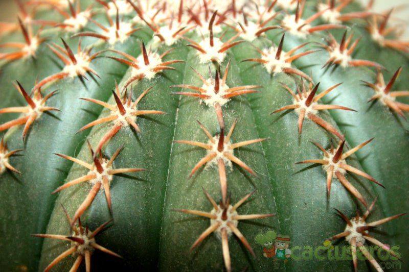 A photo of Melocactus zehntneri