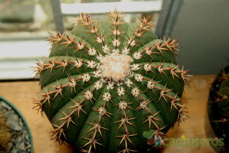 A photo of Melocactus zehntneri