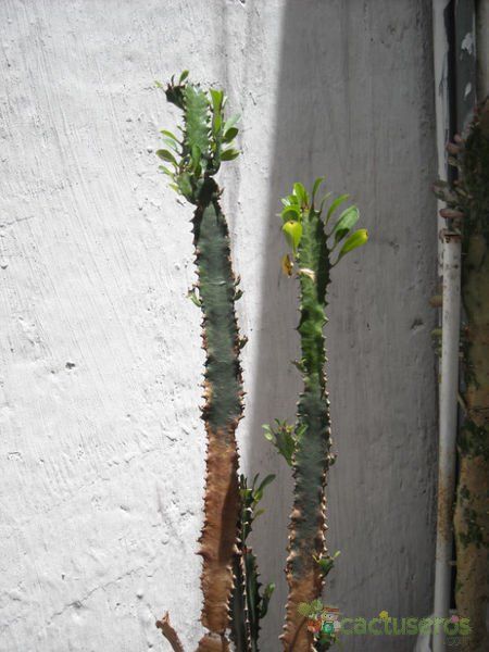 A photo of Euphorbia trigona