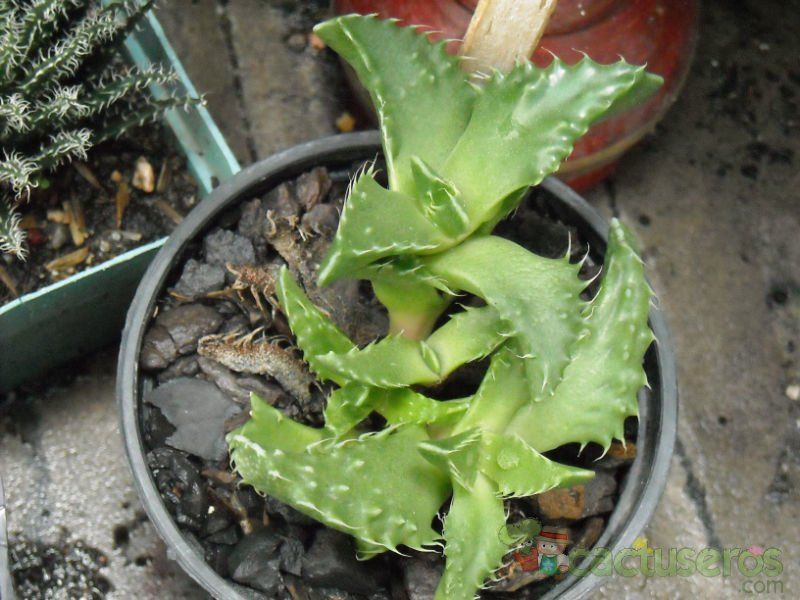 Una foto de Faucaria felina ssp. tuberculosa
