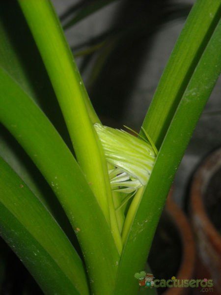 A photo of Albuca bracteata