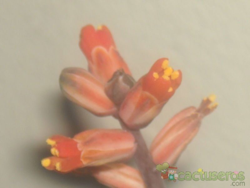 Una foto de Aloe haworthioides  
