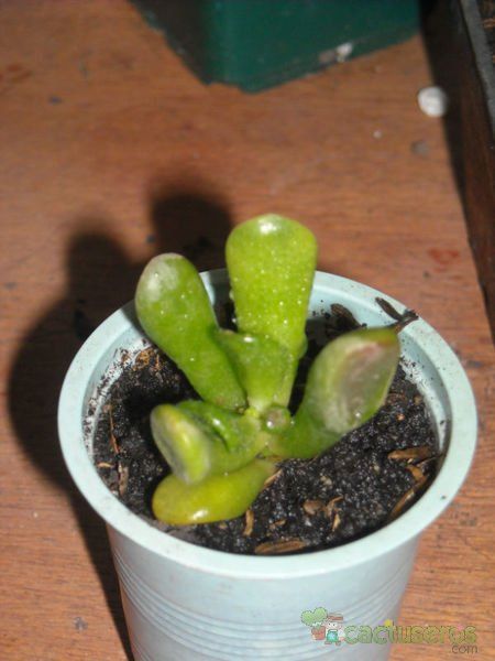 Una foto de Crassula ovata cv. hobbit