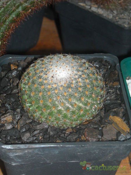 A photo of Mammillaria huitzilopochtli
