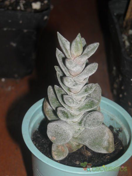 Una foto de Lenophyllum guttatum