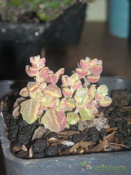 Una foto de Plectranthus prostratus