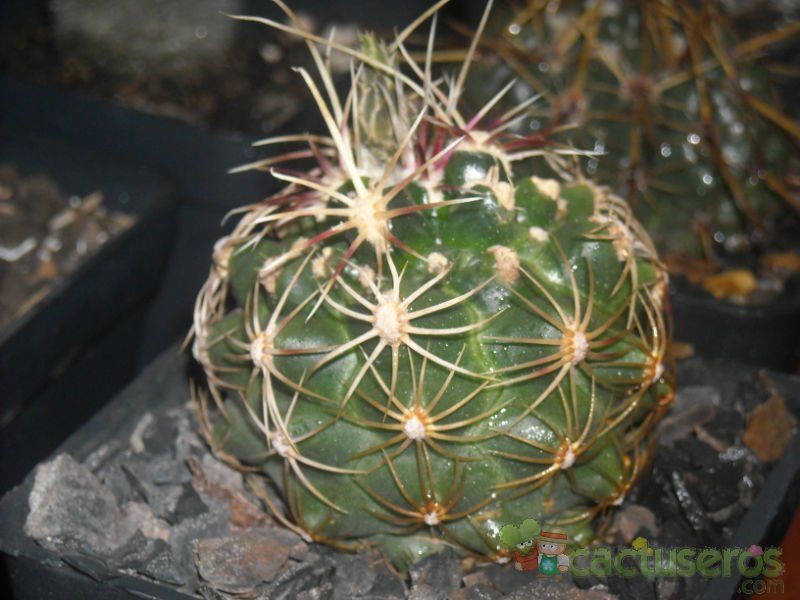 Una foto de Thelocactus bicolor ssp. bicolor