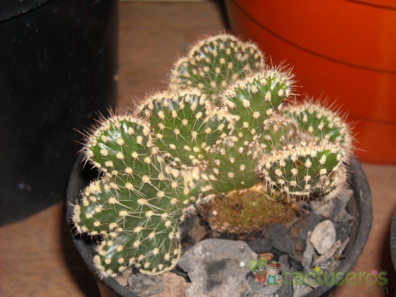 Una foto de Austrocylindropuntia cylindrica f. crestada