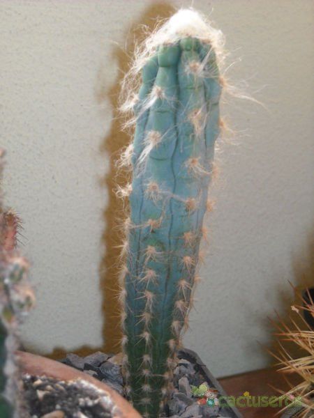 A photo of Pilosocereus glaucescens