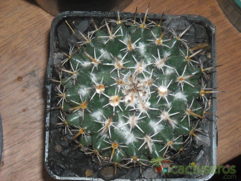 A photo of Coryphantha salinensis