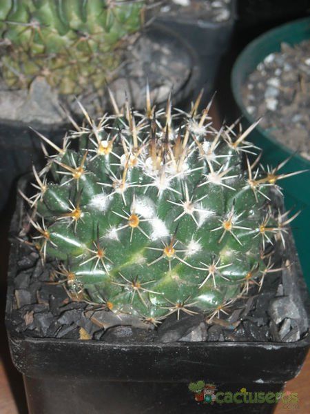 A photo of Coryphantha salinensis
