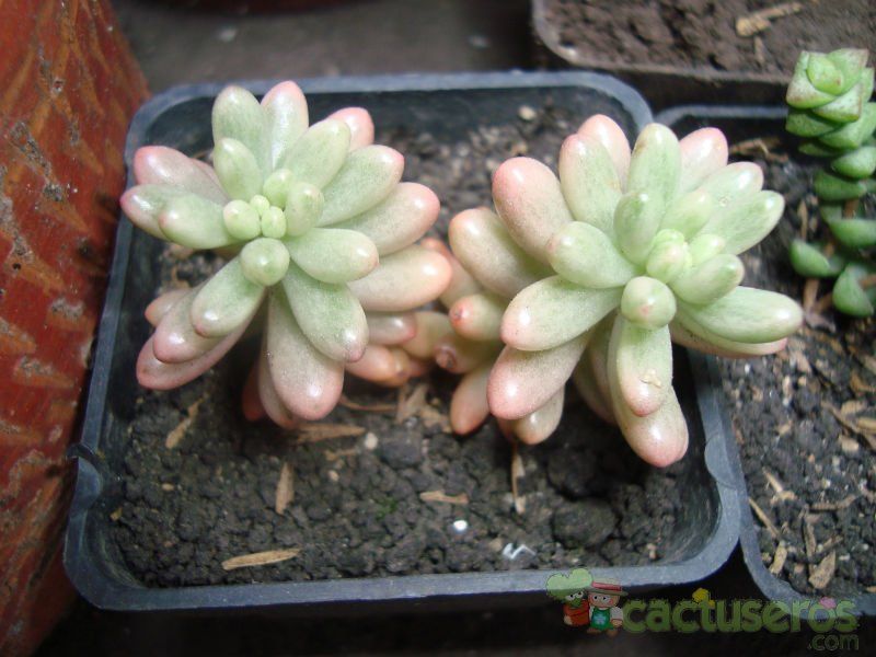 Una foto de Sedum rubrotinctum cv. aurora