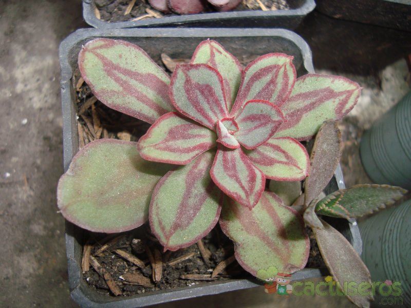 Una foto de Echeveria nodulosa