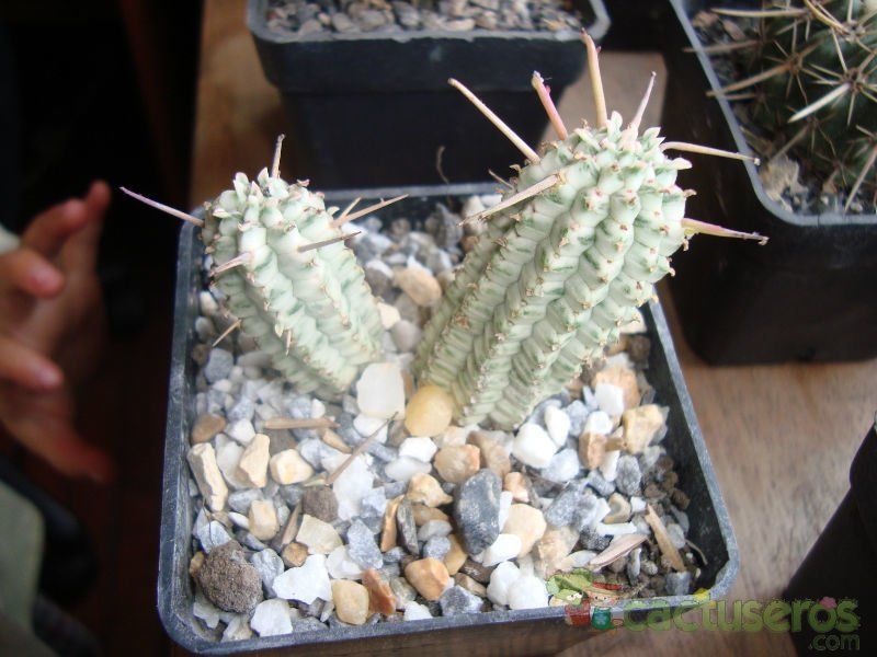Una foto de Euphorbia mammillaris fma. variegada