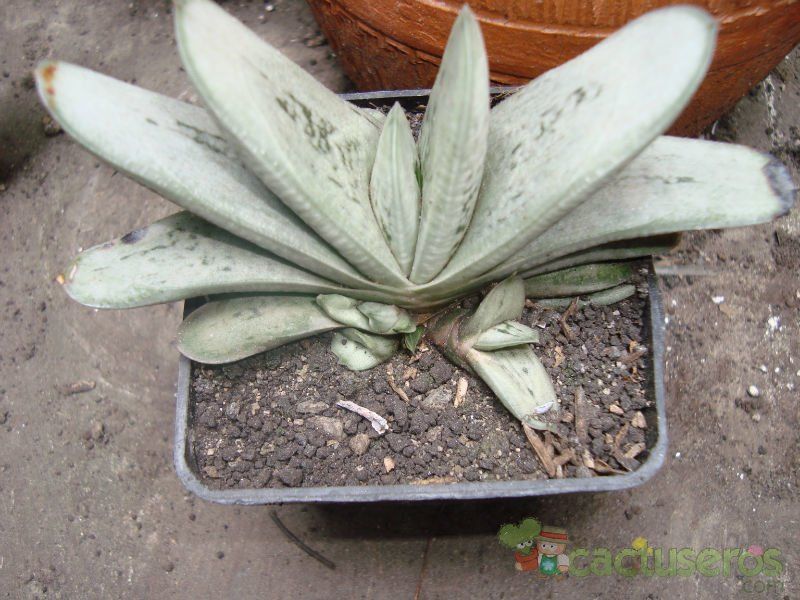 Una foto de Gasteria gracilis f. variegata
