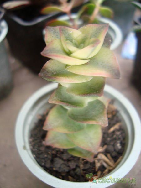 A photo of Crassula perforata fma. variegada