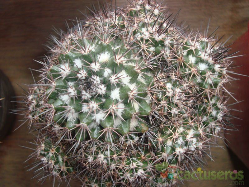Una foto de Mammillaria voburnensis subsp. collinsii