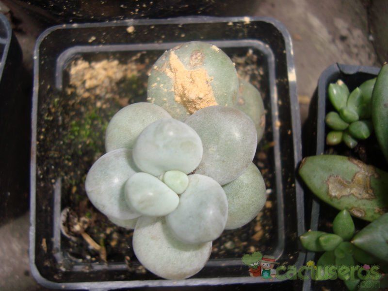 Una foto de Pachyphytum oviferum