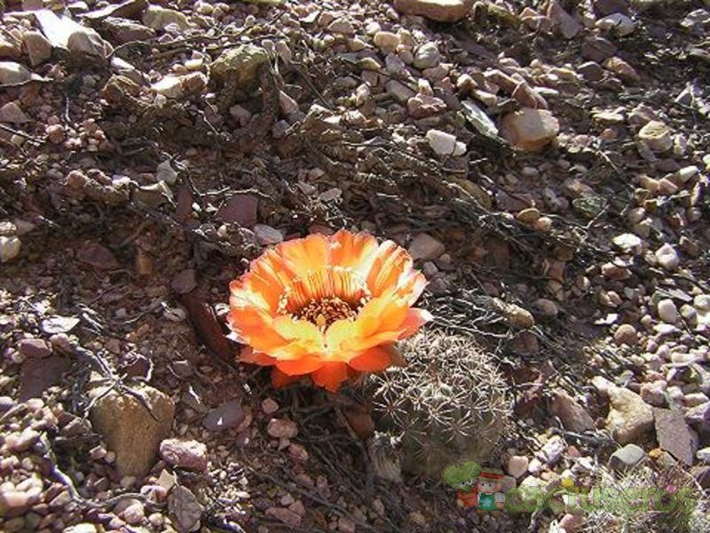 Una foto de Echinopsis marsoneri