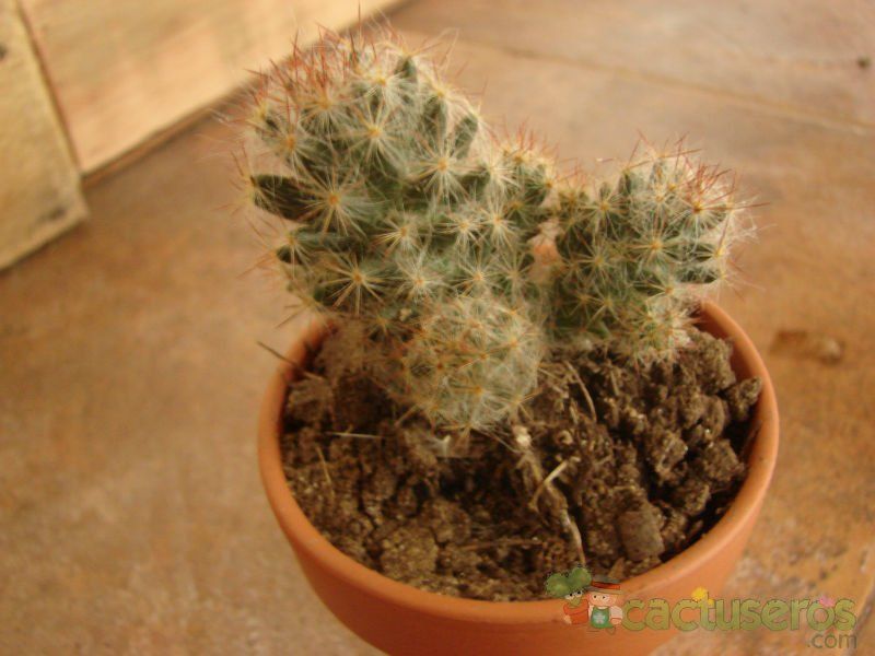 A photo of Mammillaria prolifera