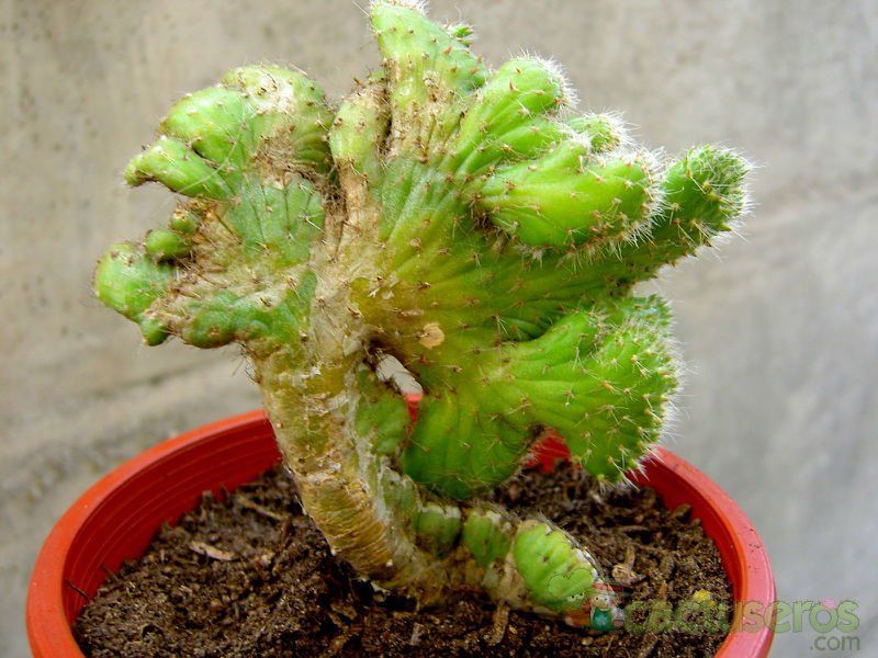 Una foto de Austrocylindropuntia subulata fma. crestada