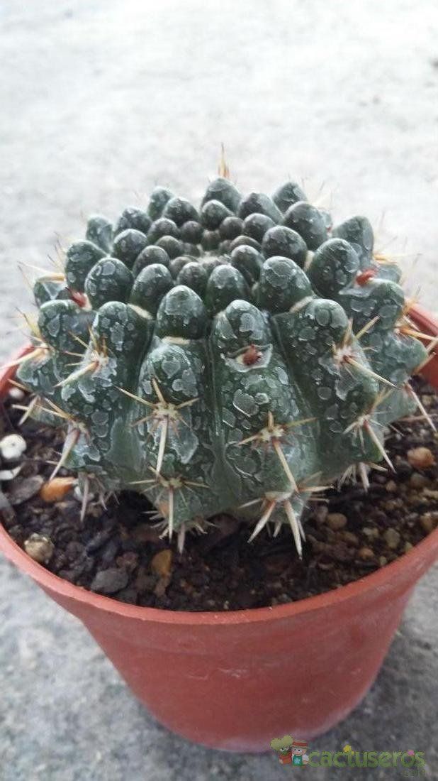 A photo of Parodia mammulosa subsp. submammulosus
