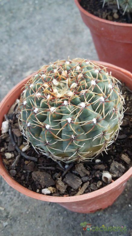 A photo of Gymnocalycium erinaceum
