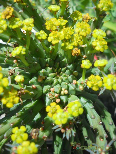 A photo of Euphorbia flanaganii